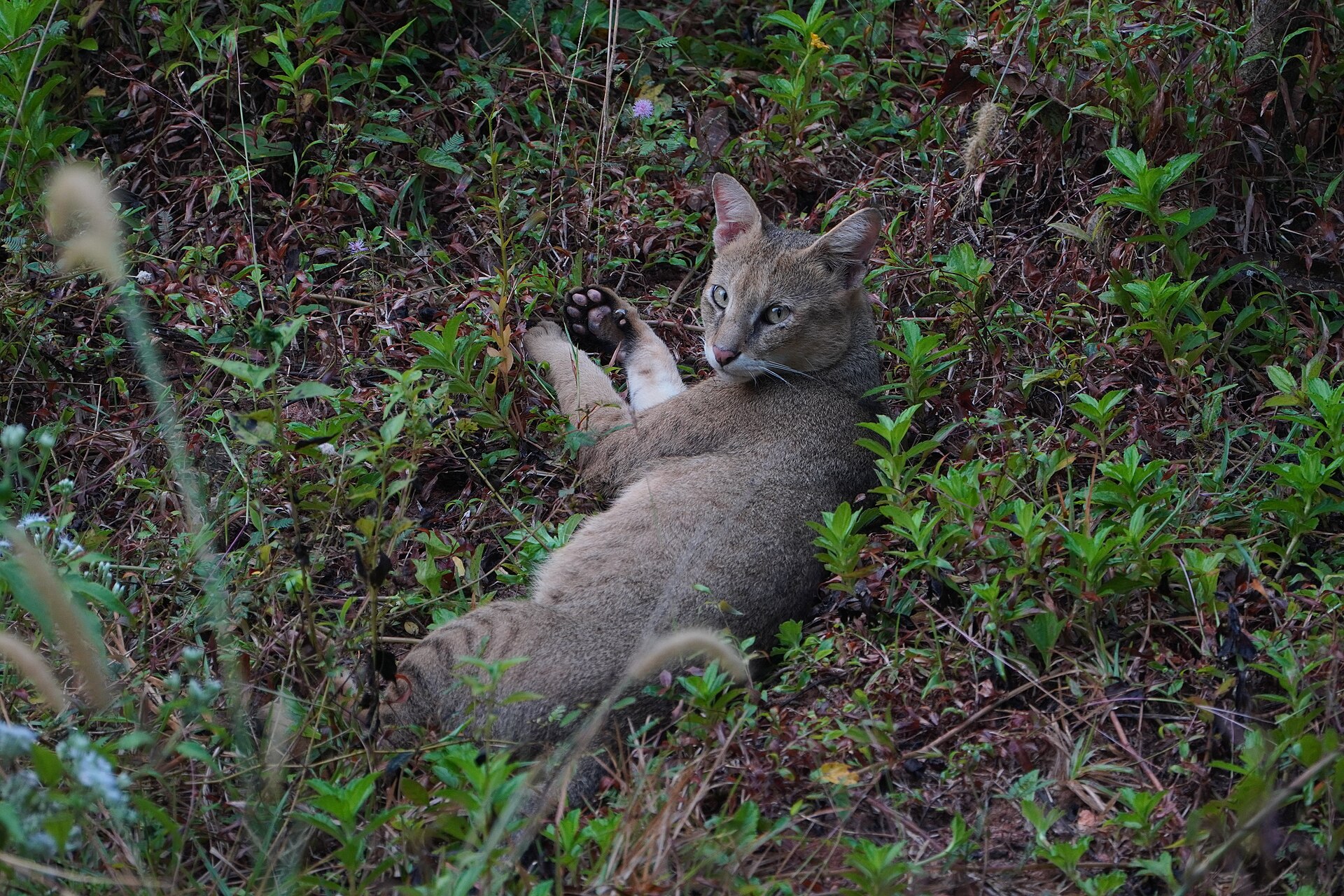 Jungle cat 09498