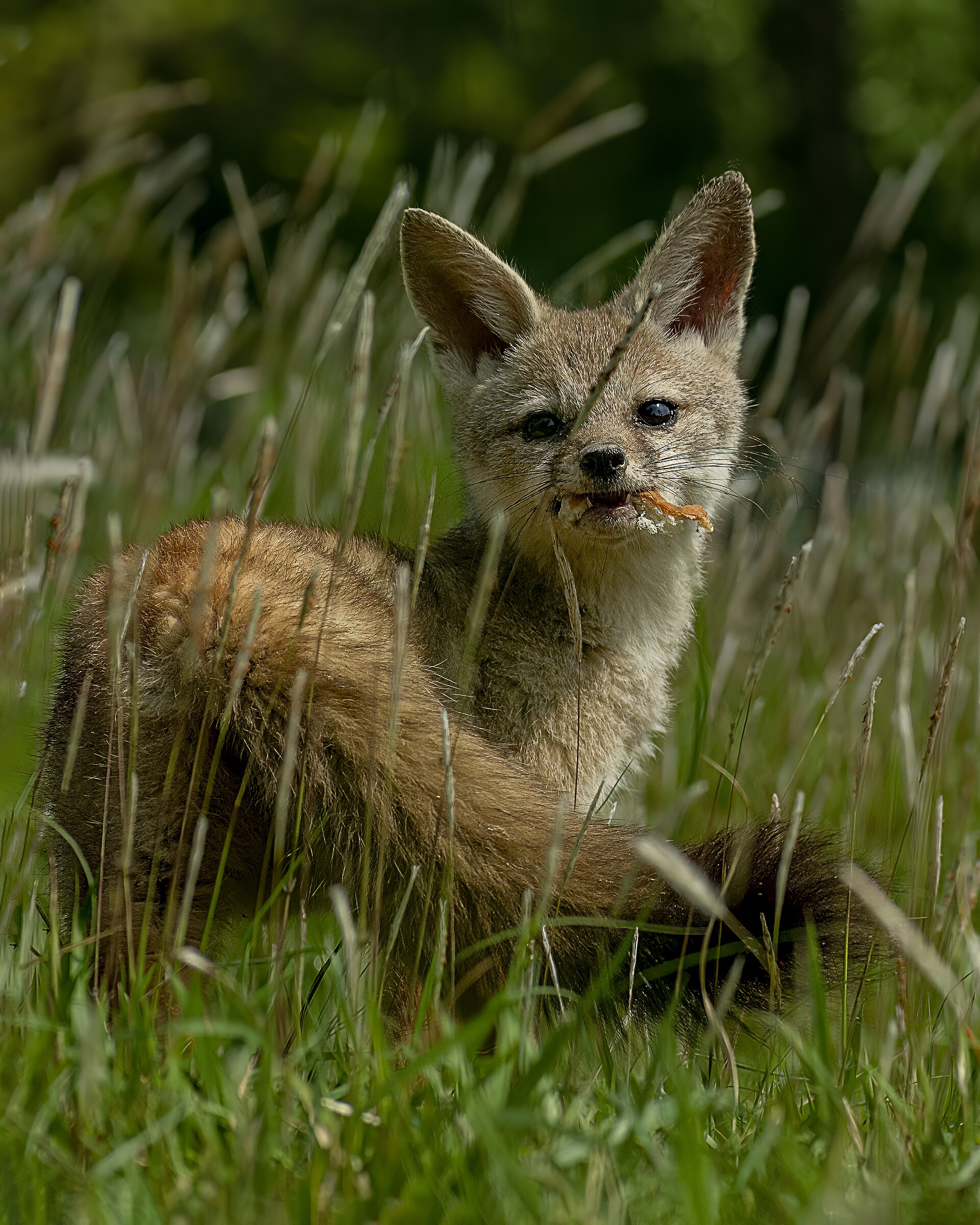 Bengal Fox (Vulpes bengalensis)